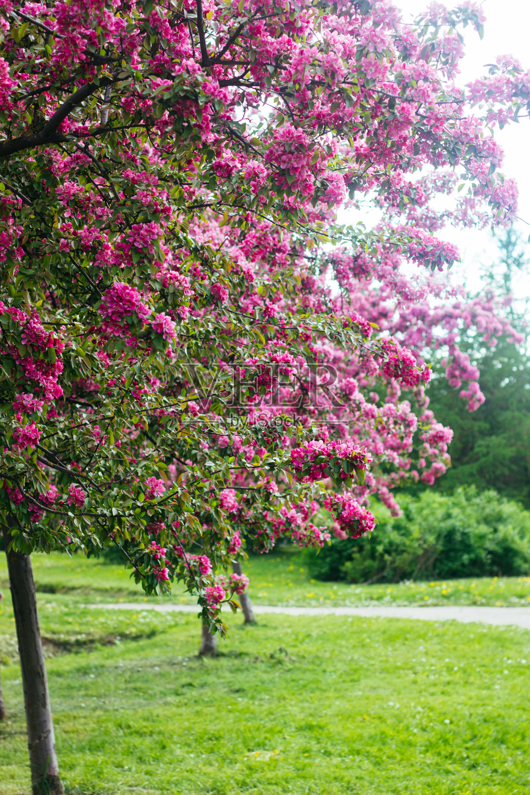 美丽的盛开的苹果树照片摄影图片