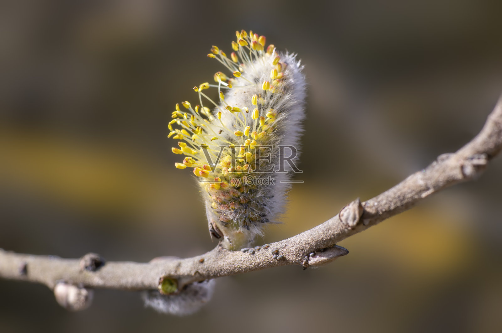 柳枝上的花朵照片摄影图片