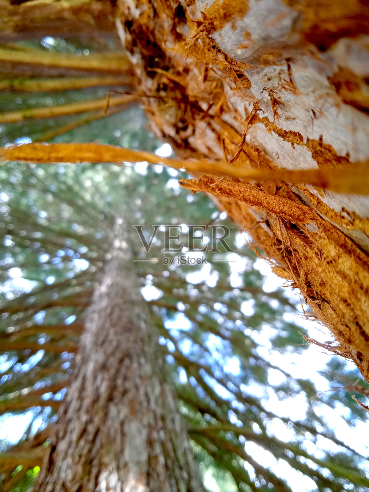 谢尔曼将军树,世界上最大的活树,红杉,红杉照片摄影图片