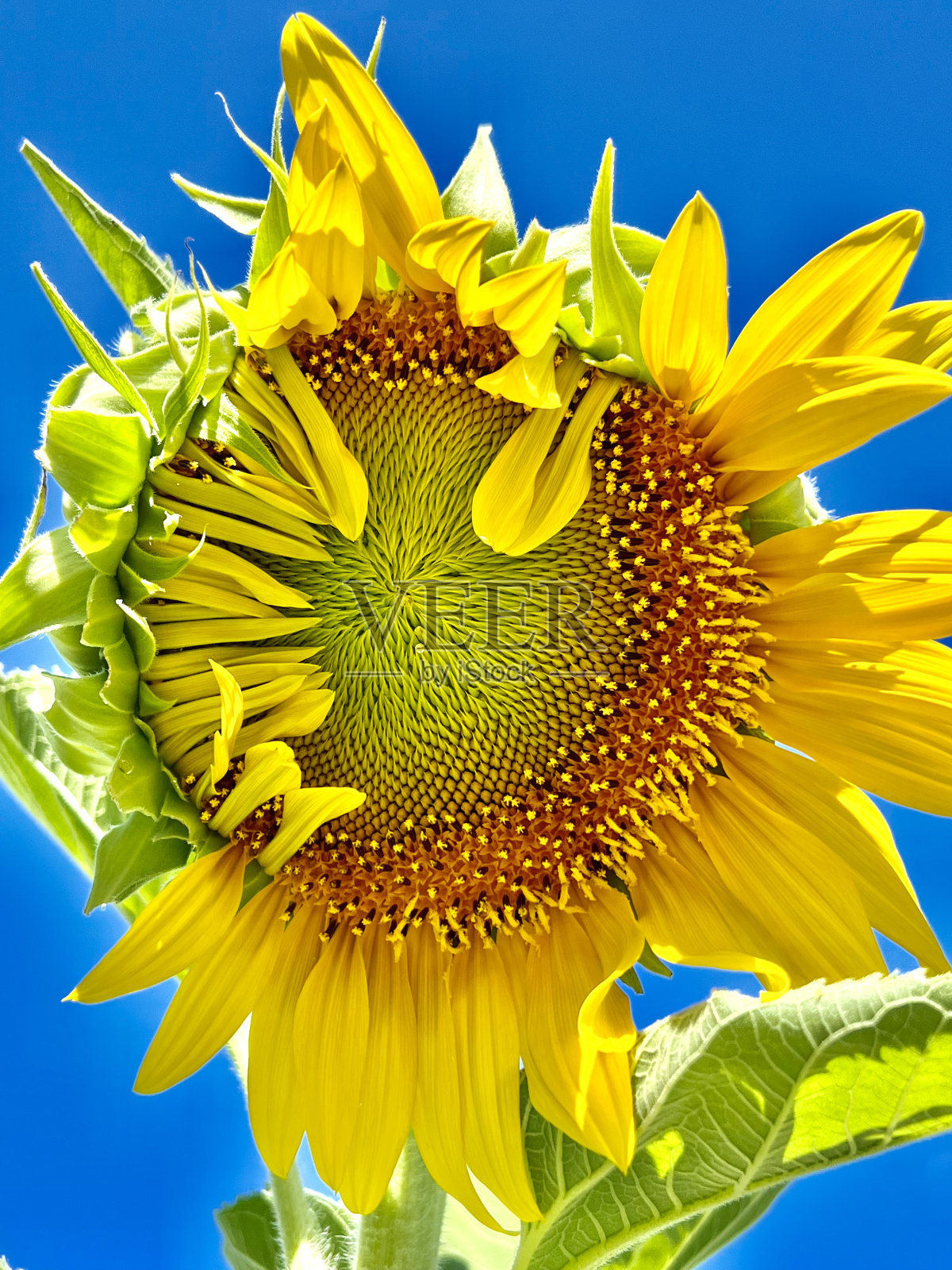 害羞的照片摄影图片