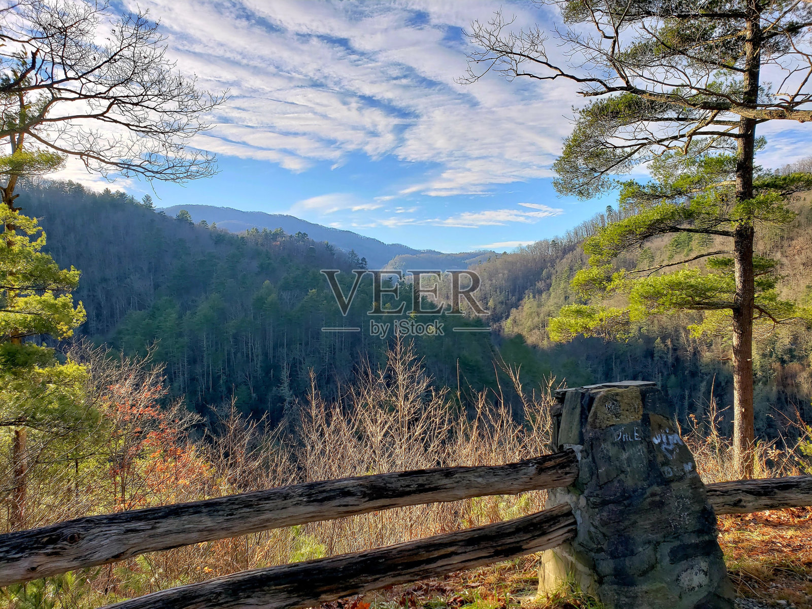 树林里照片摄影图片