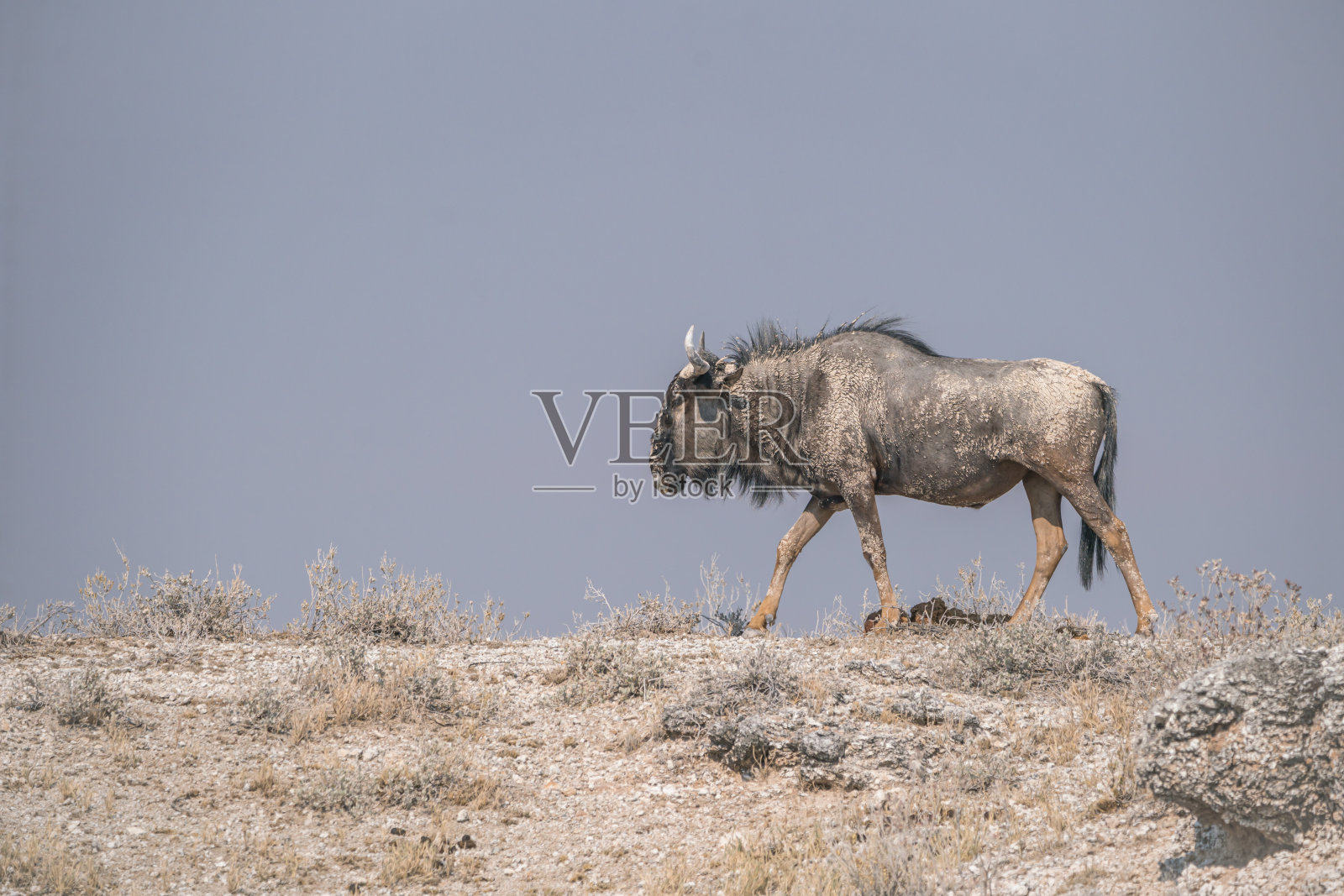 角马在地平线照片摄影图片