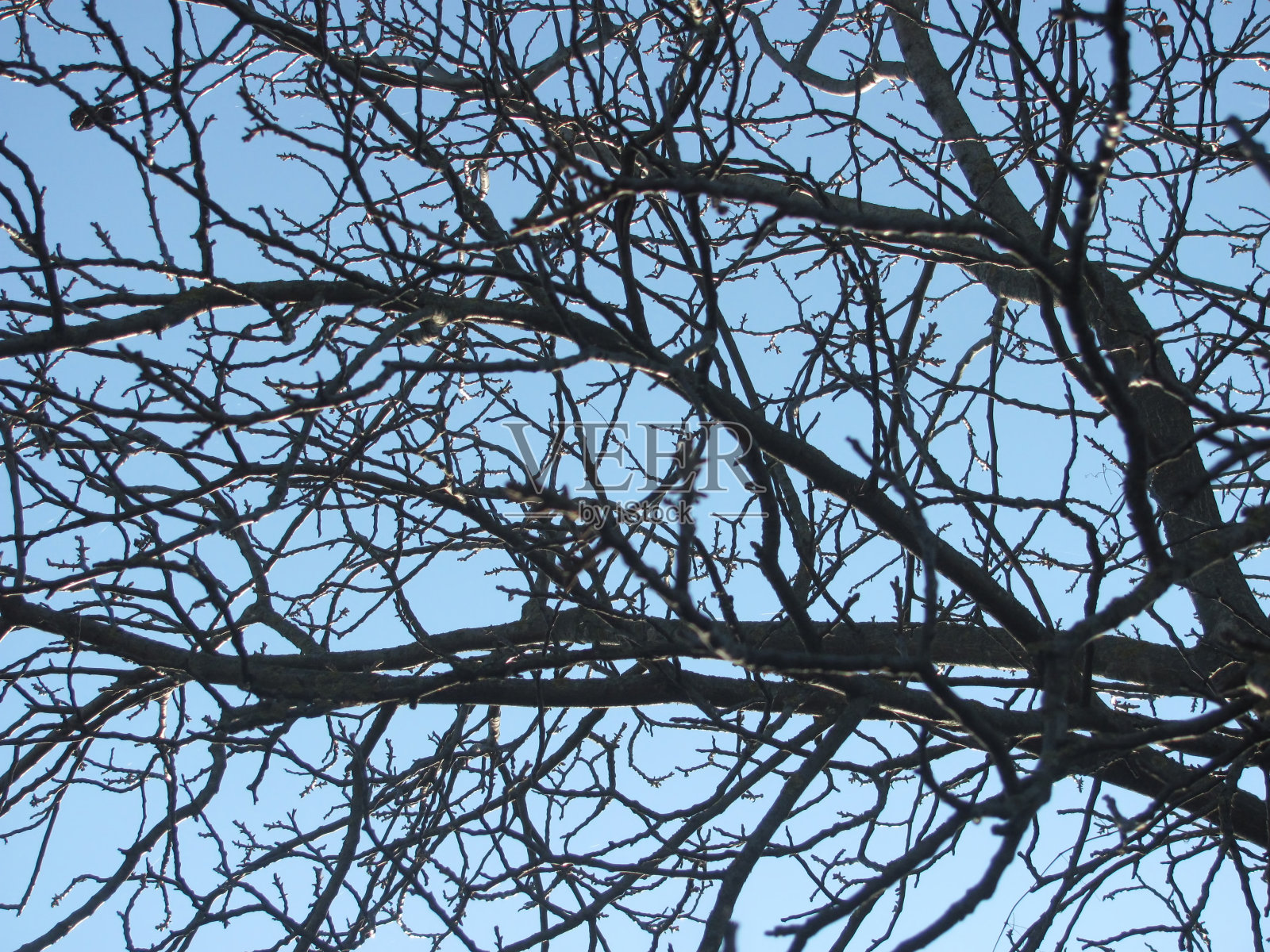 光秃秃的树枝映衬着蓝天照片摄影图片