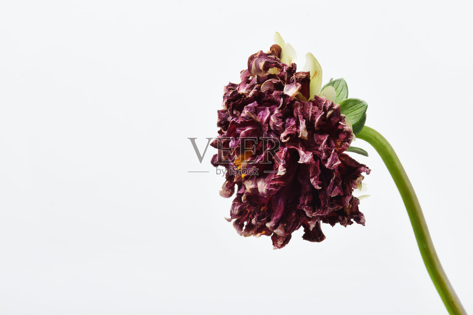 褪色的大丽花花照片摄影图片