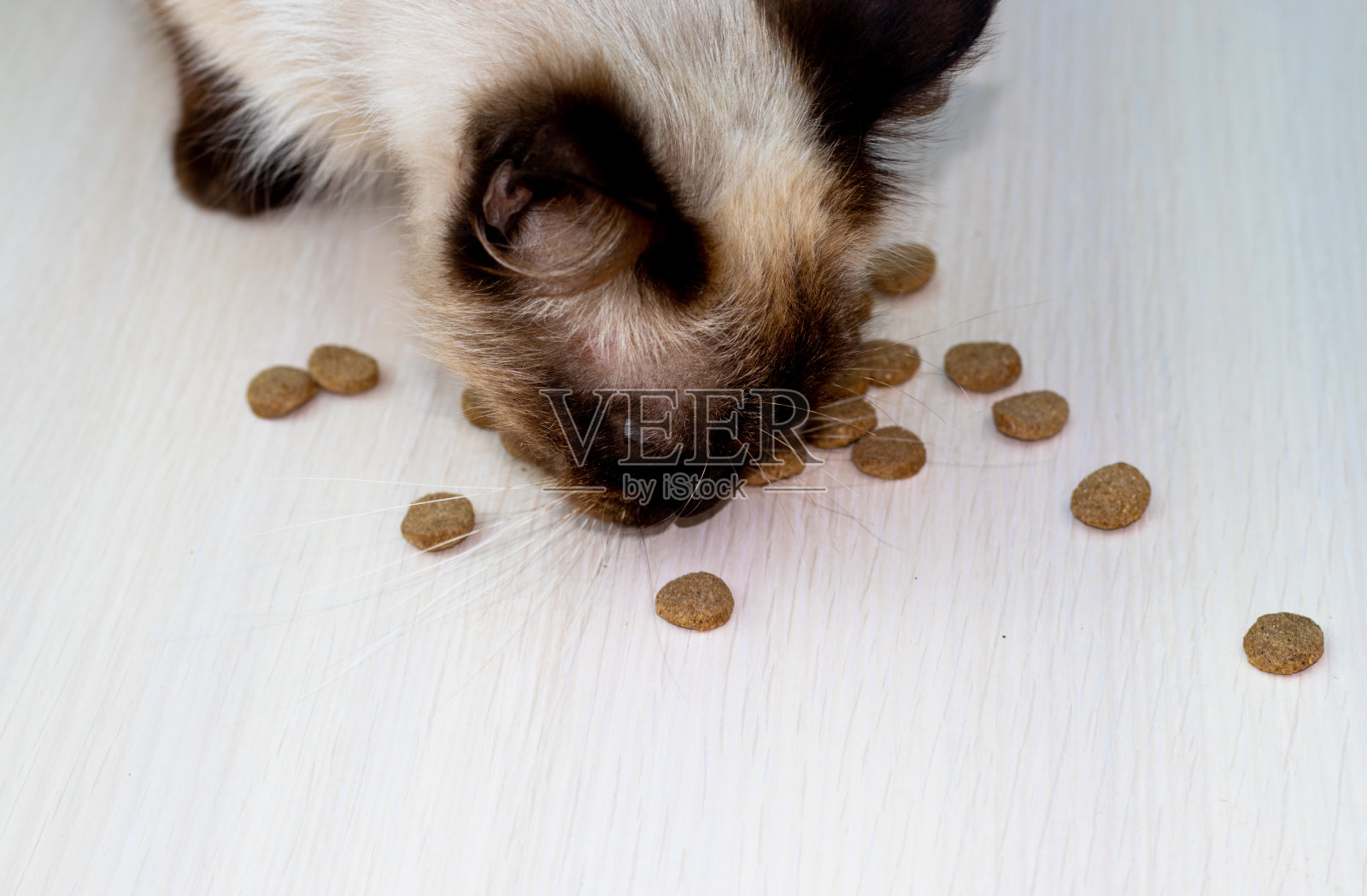 猫用干粮照片摄影图片