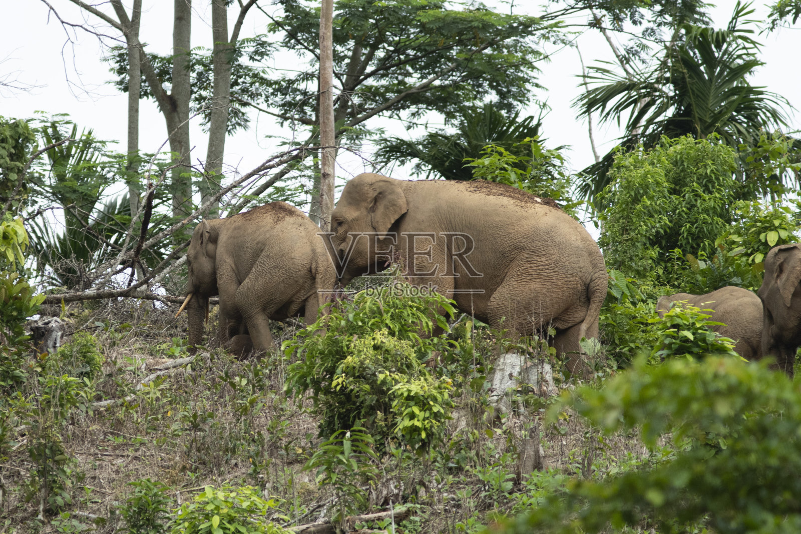 苏门答腊野象群照片摄影图片
