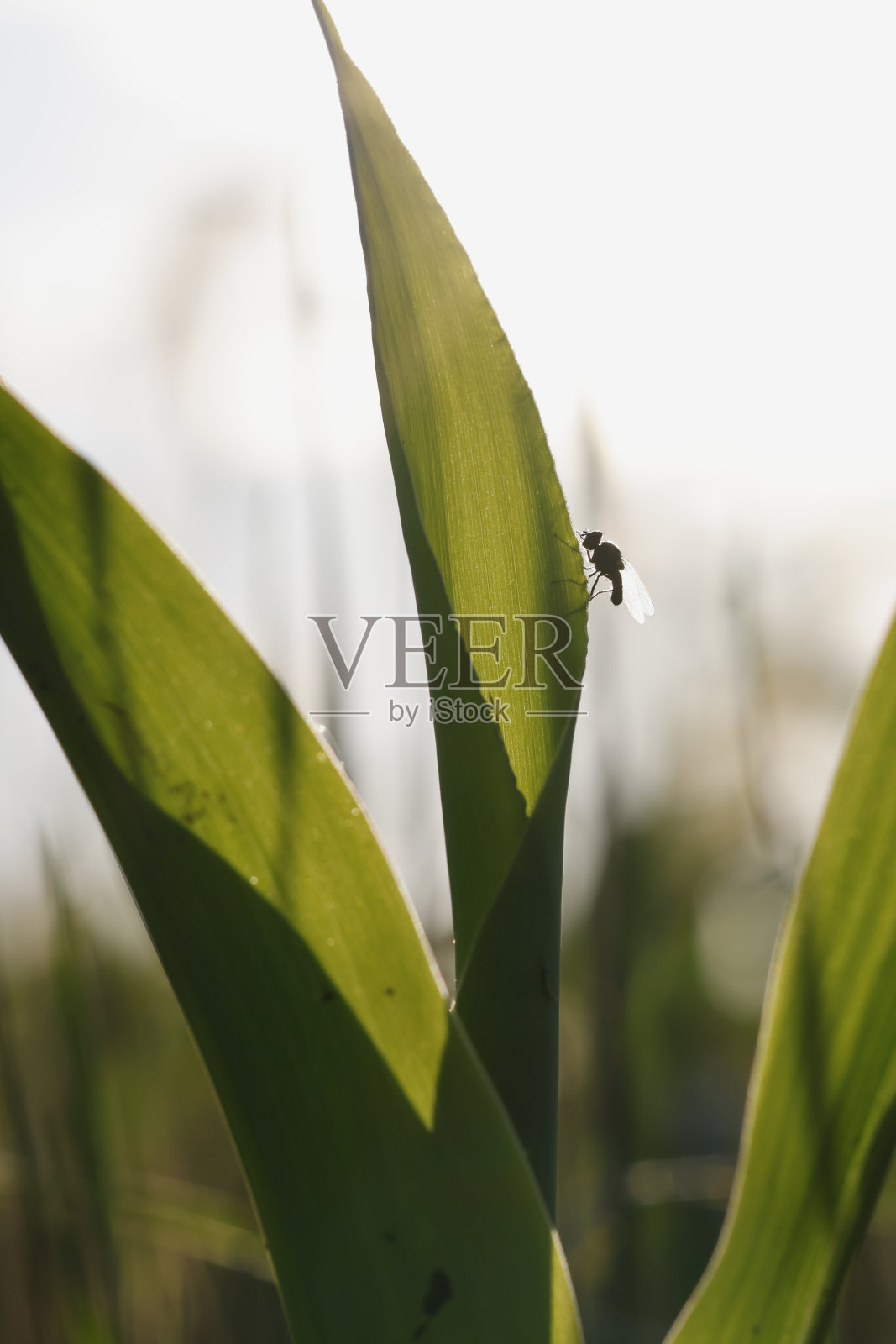 田间玉米照片摄影图片