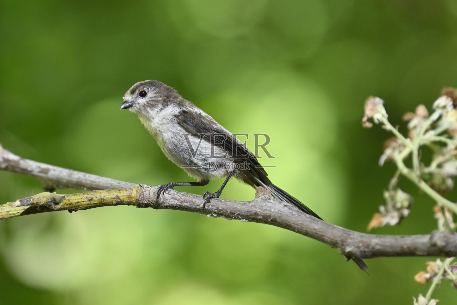 幼长尾山雀(Aegithalos caudatus)照片摄影图片