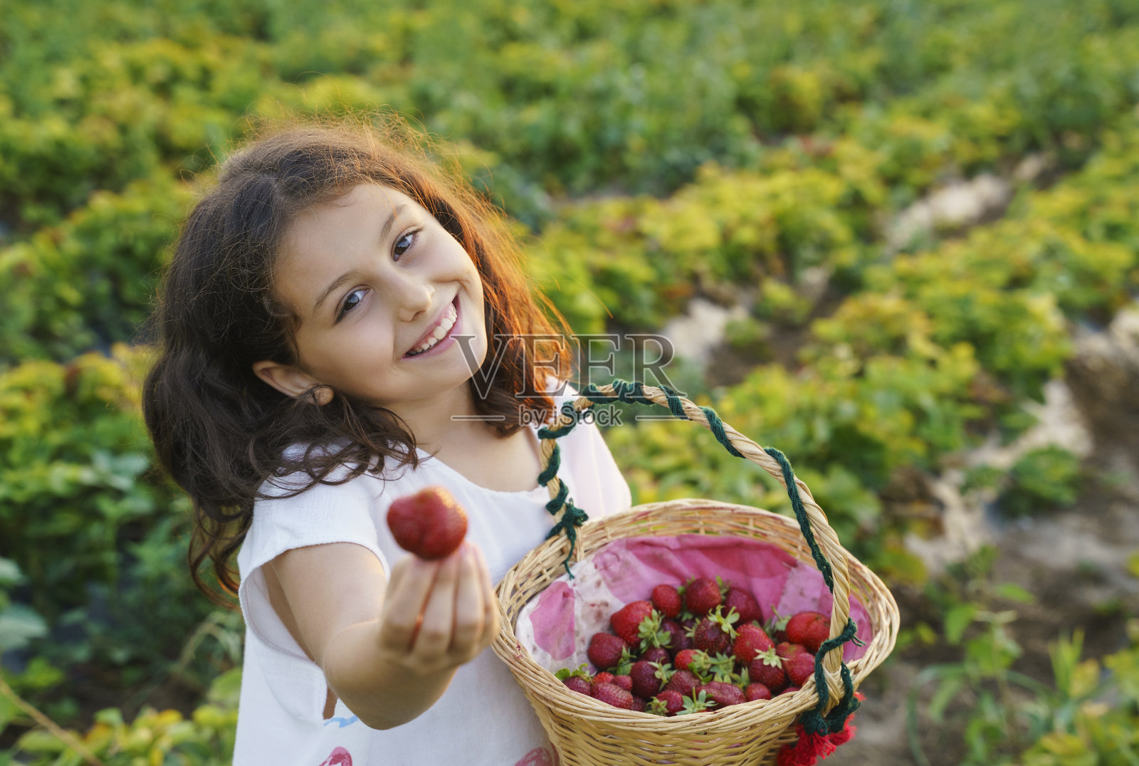 小女孩在有机草莓地里采摘新鲜草莓照片摄影图片