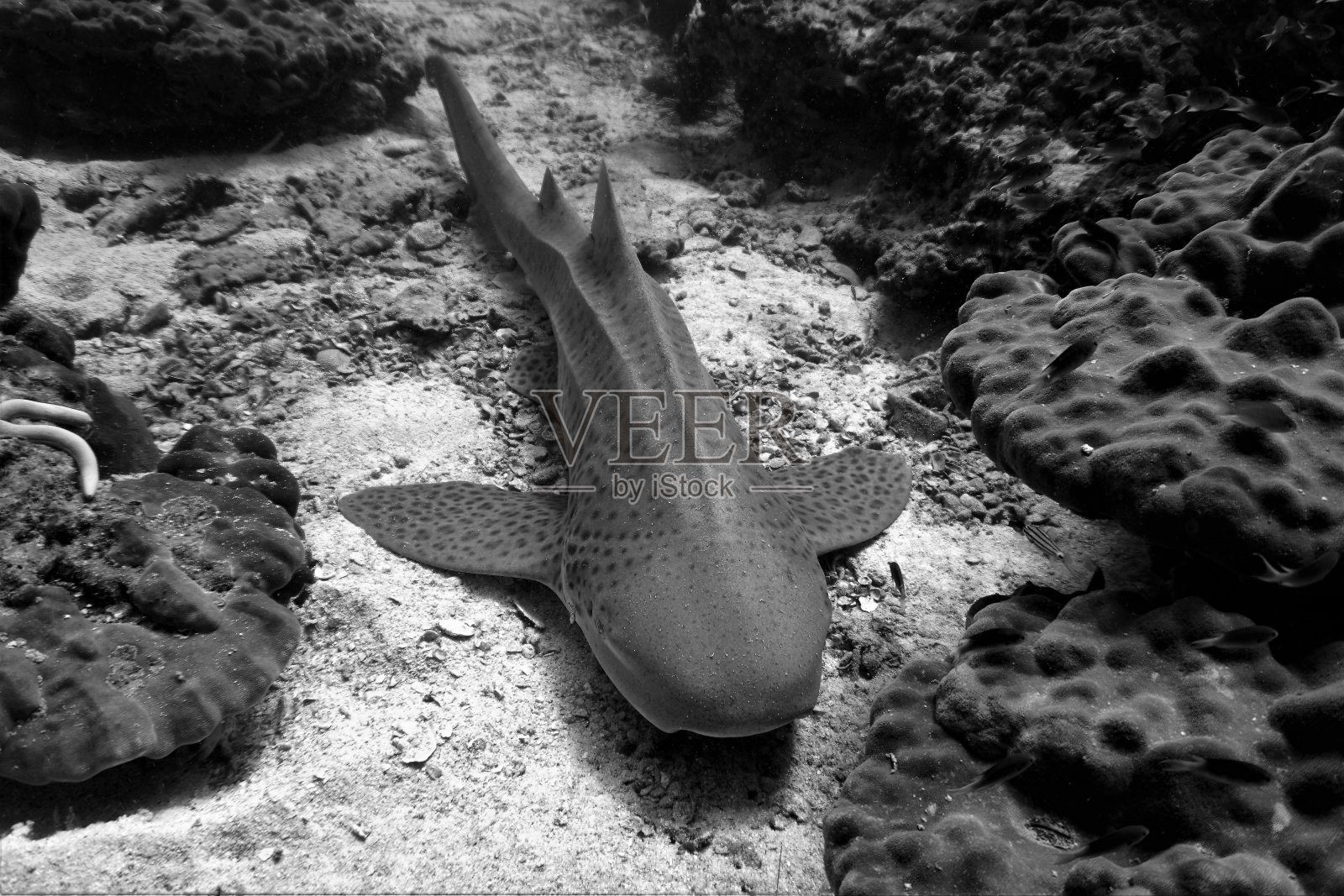 在珊瑚礁休息的斑马鲨照片摄影图片