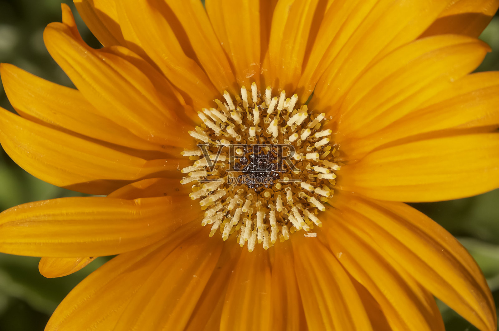 非洲菊照片摄影图片