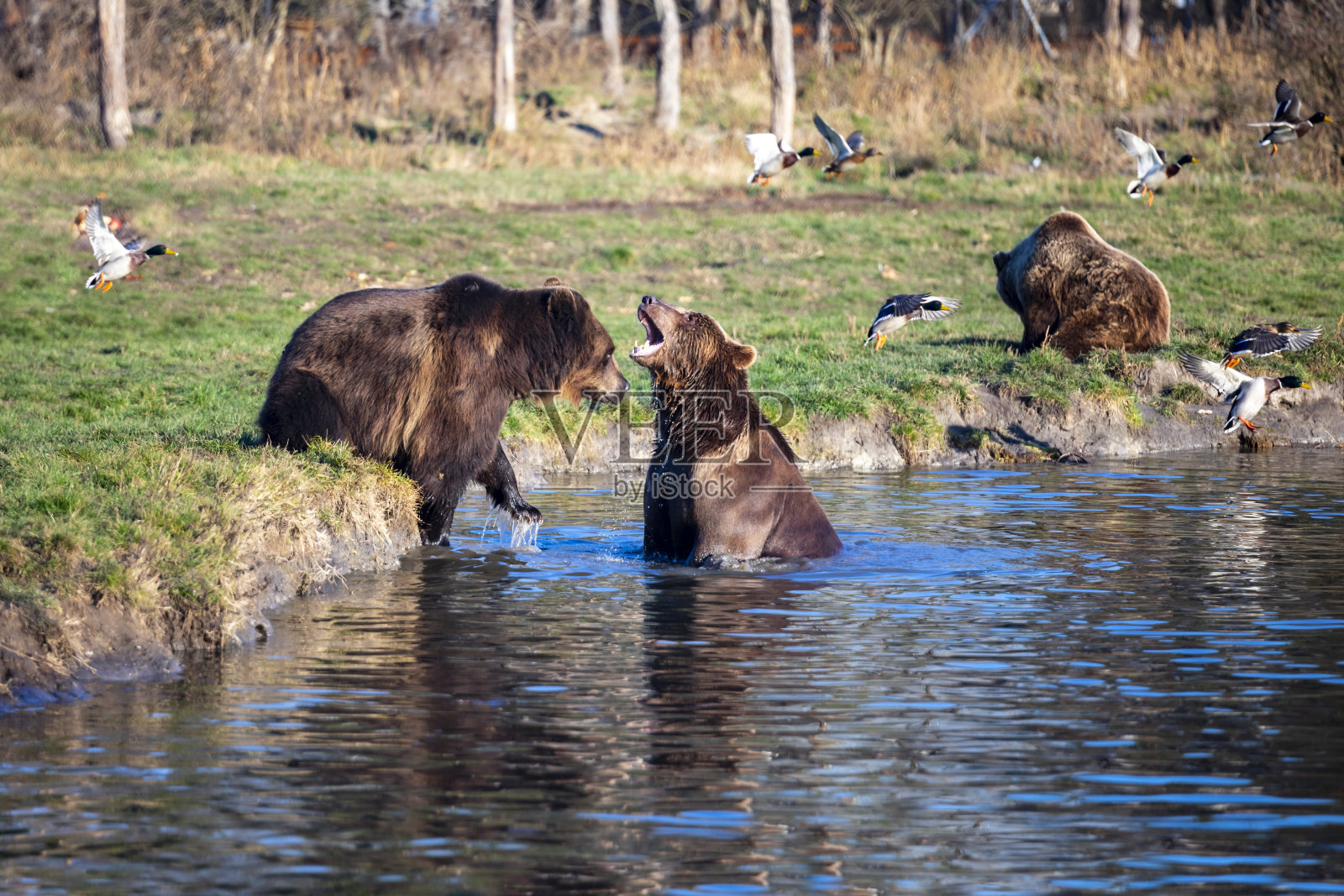 两个棕熊。照片摄影图片