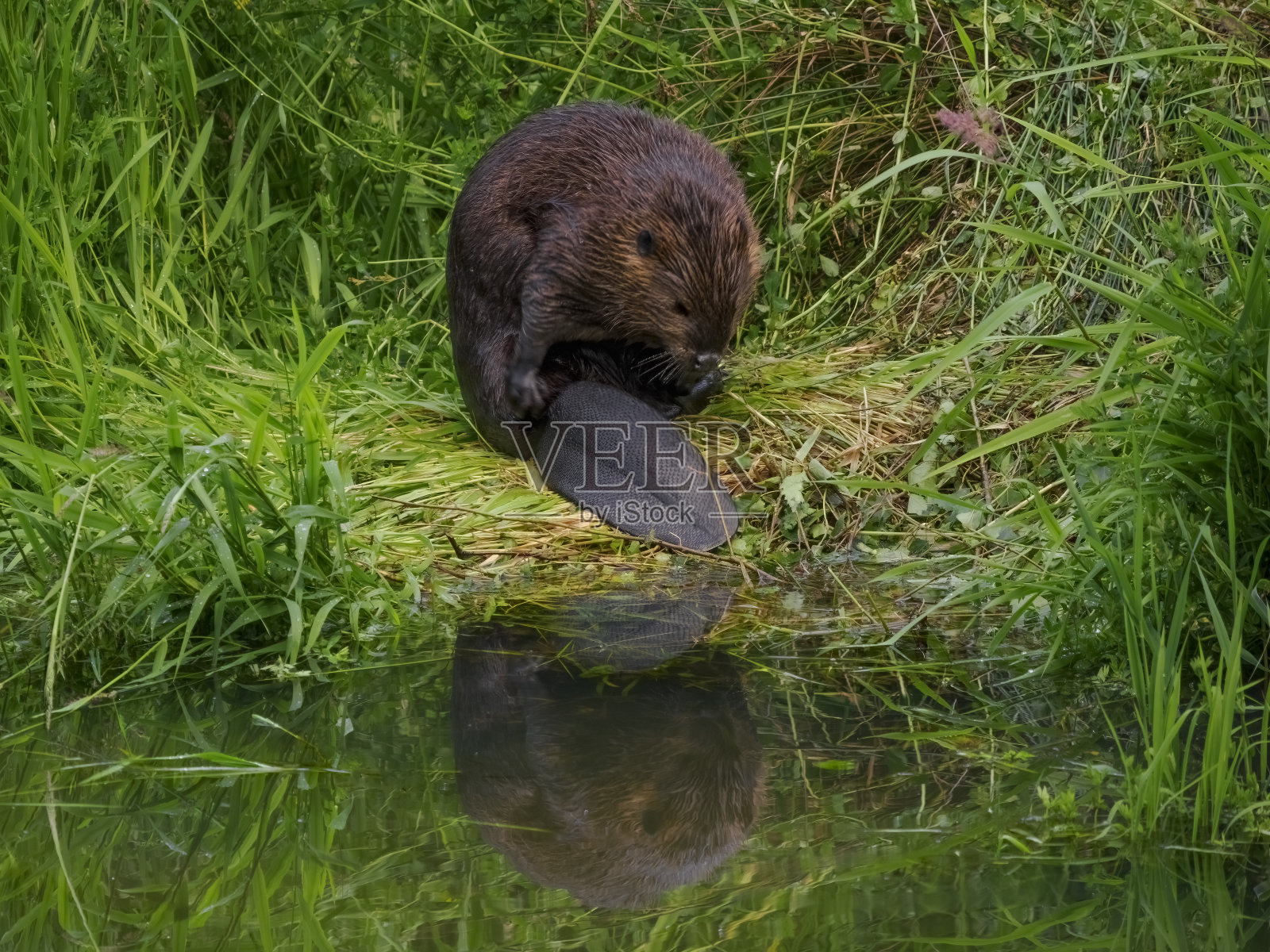海狸Castor Canadensis在草地上Grooming西俄勒冈州照片摄影图片
