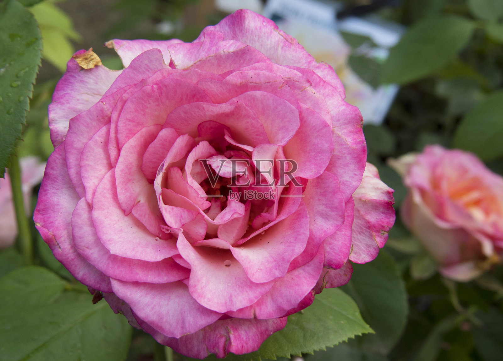 美丽的花温柔的玫瑰,开在花园里。照片摄影图片
