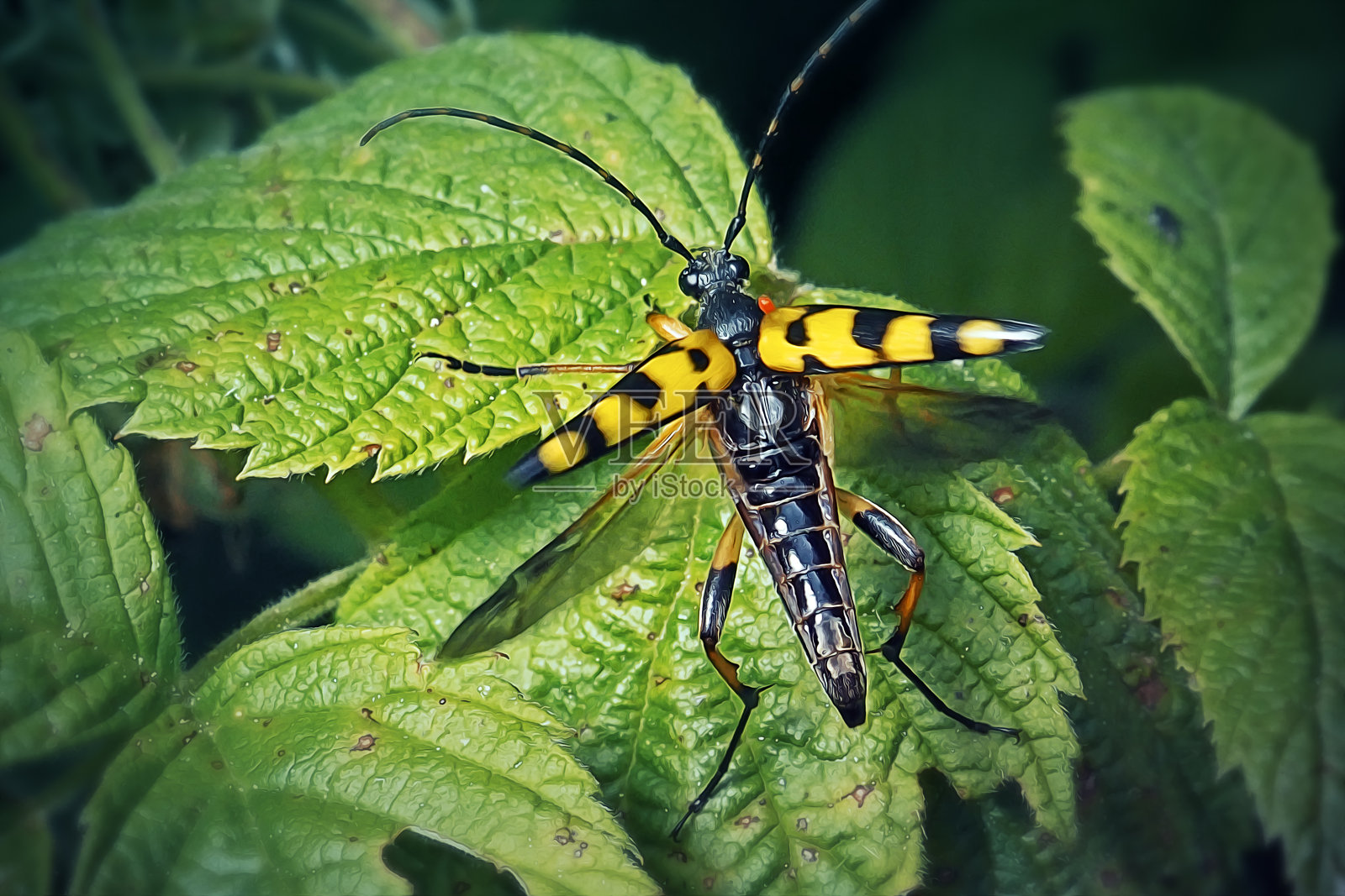斑点牛角甲虫昆虫张开翅膀照片摄影图片