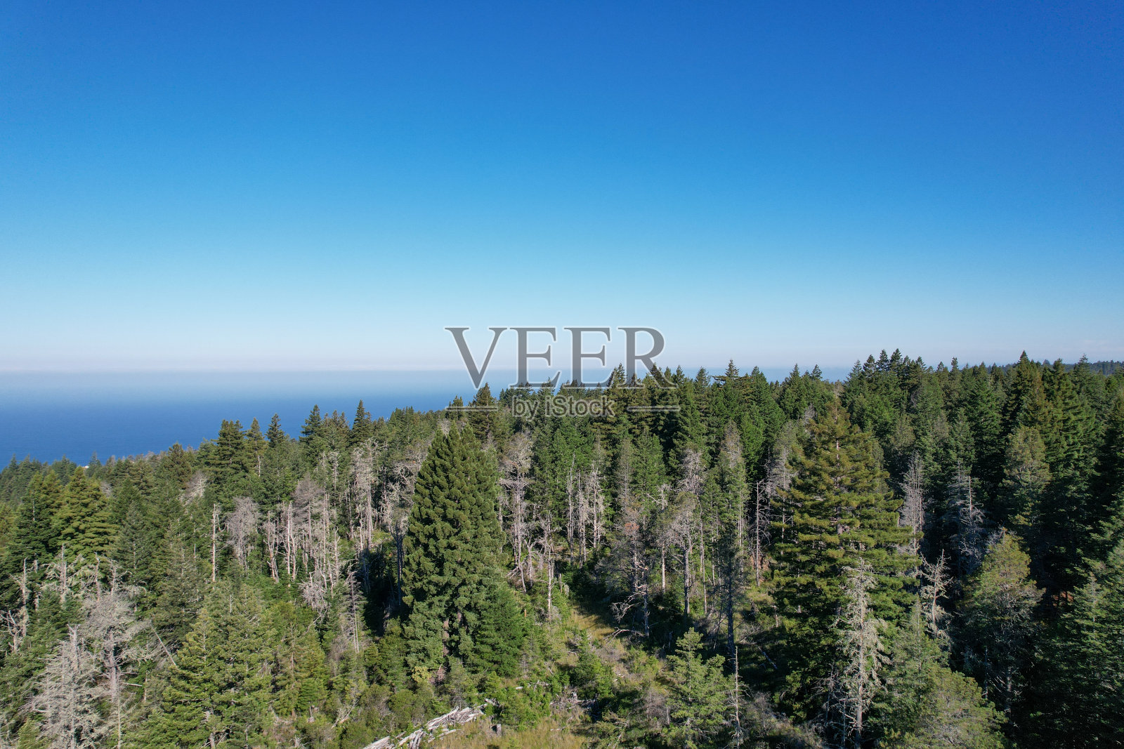 在一个阳光明媚的日子里,无人机拍摄的北加州海岸森林和太平洋。照片摄影图片