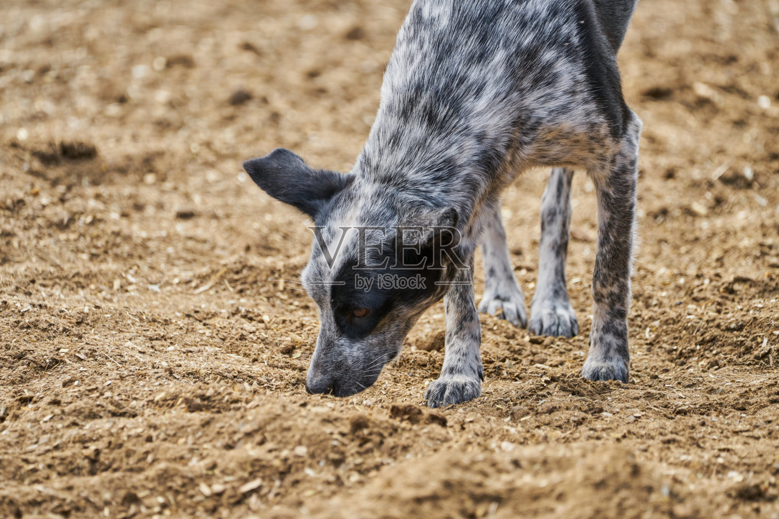 养狗看家养牛的农场理念农村生活照片摄影图片