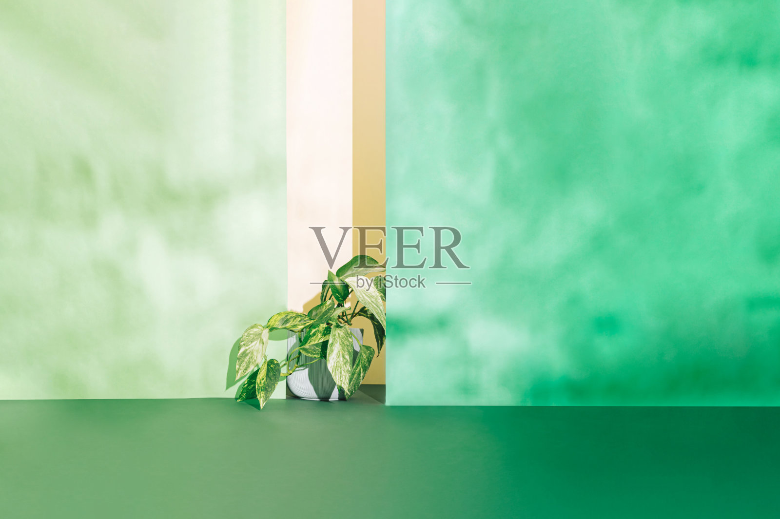 金黄色epipreum aureum,绿色上的金色坡托或魔鬼藤。光影的游戏。早上好,夏天花草爱好者概念。照片摄影图片