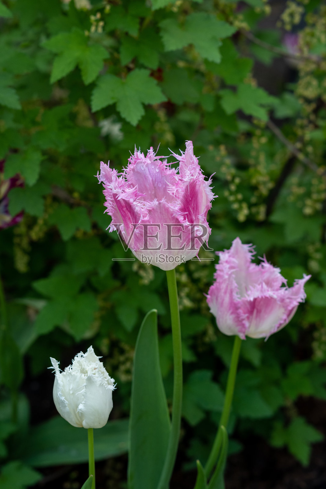 粉红色的郁金香在花园里生长,选择性集中照片摄影图片