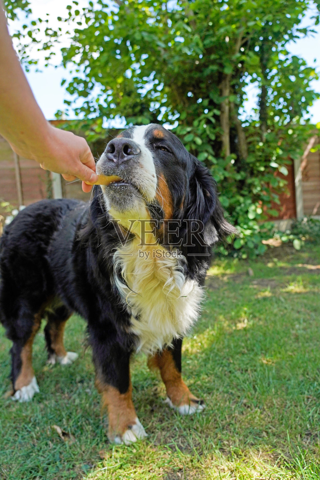 非常高兴的伯尔尼山狗在后院吃零食照片摄影图片