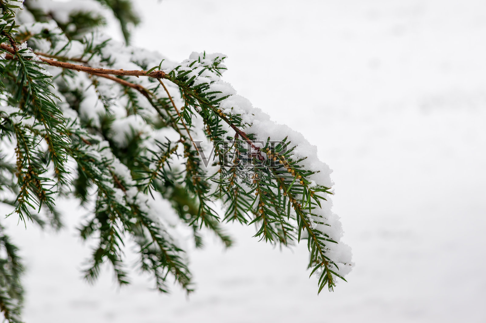 冬天森林里被雪覆盖的树枝照片摄影图片
