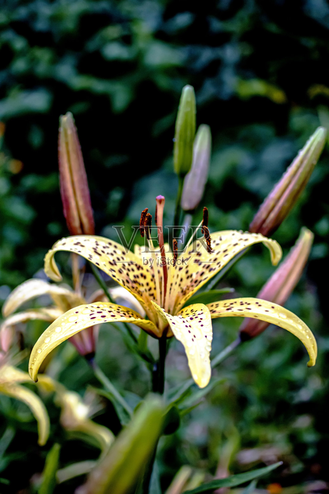 美丽的黄虎百合盛开的雨滴照片摄影图片