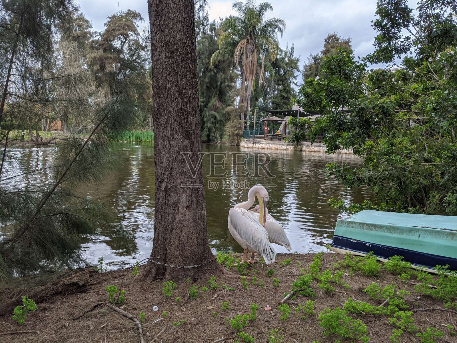 大白鹈鹕:水鸟栖息于湖岸船旁照片摄影图片