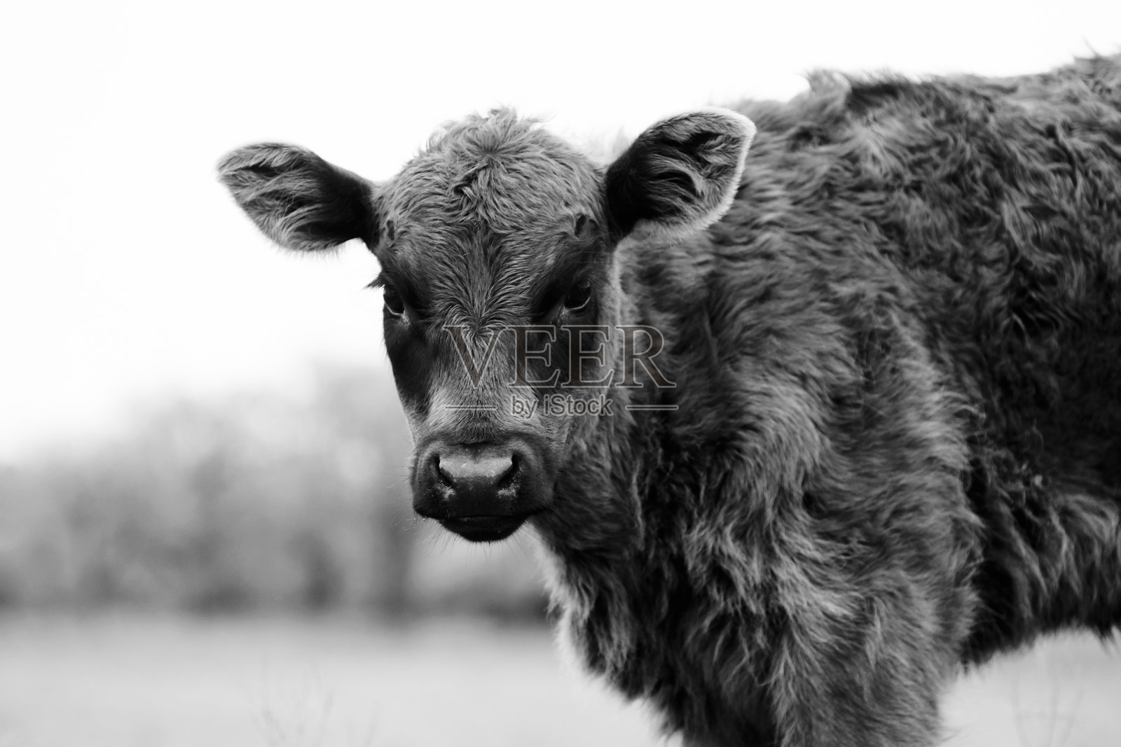 黑色安格斯牛犊肖像特写照片摄影图片