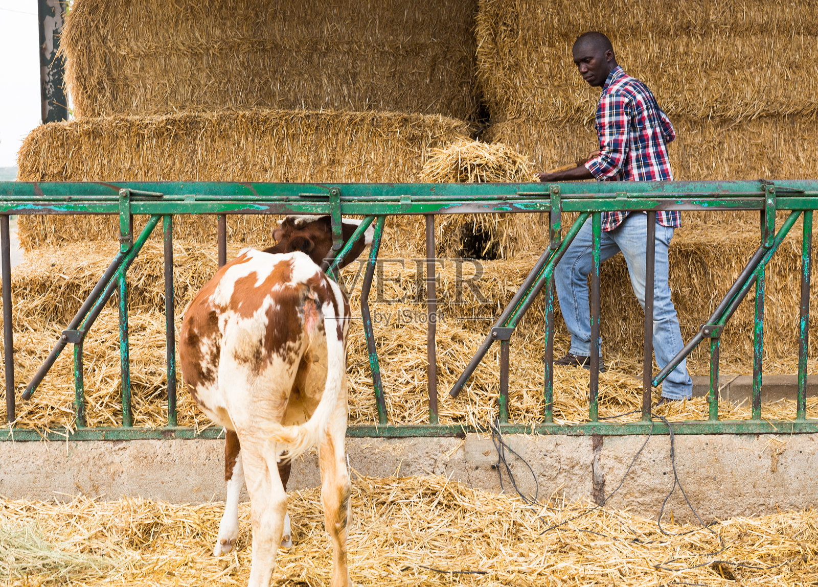 年轻的非洲裔美国人农民在喂牛之前用干草工作照片摄影图片