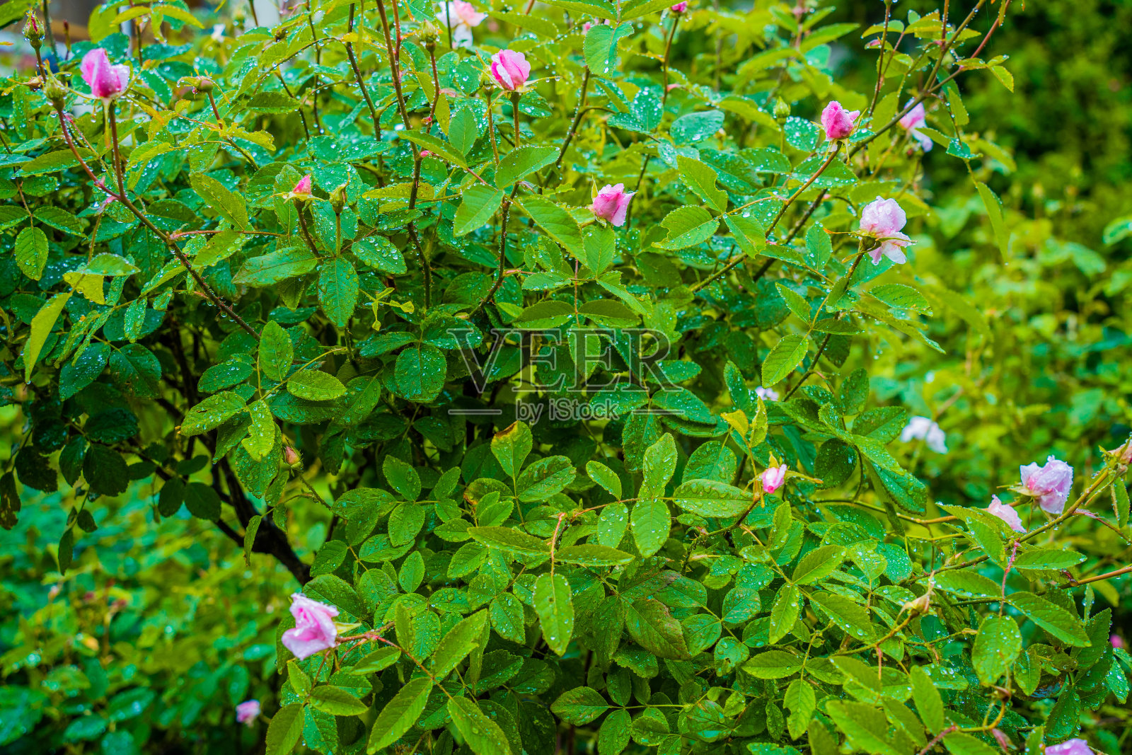 玫瑰花蕾照片摄影图片