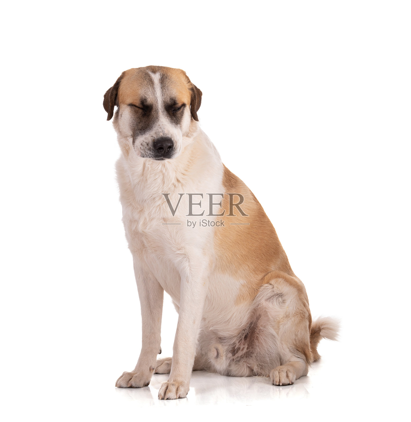 大比利牛斯或比利牛斯山狗闭着眼睛坐着照片摄影图片