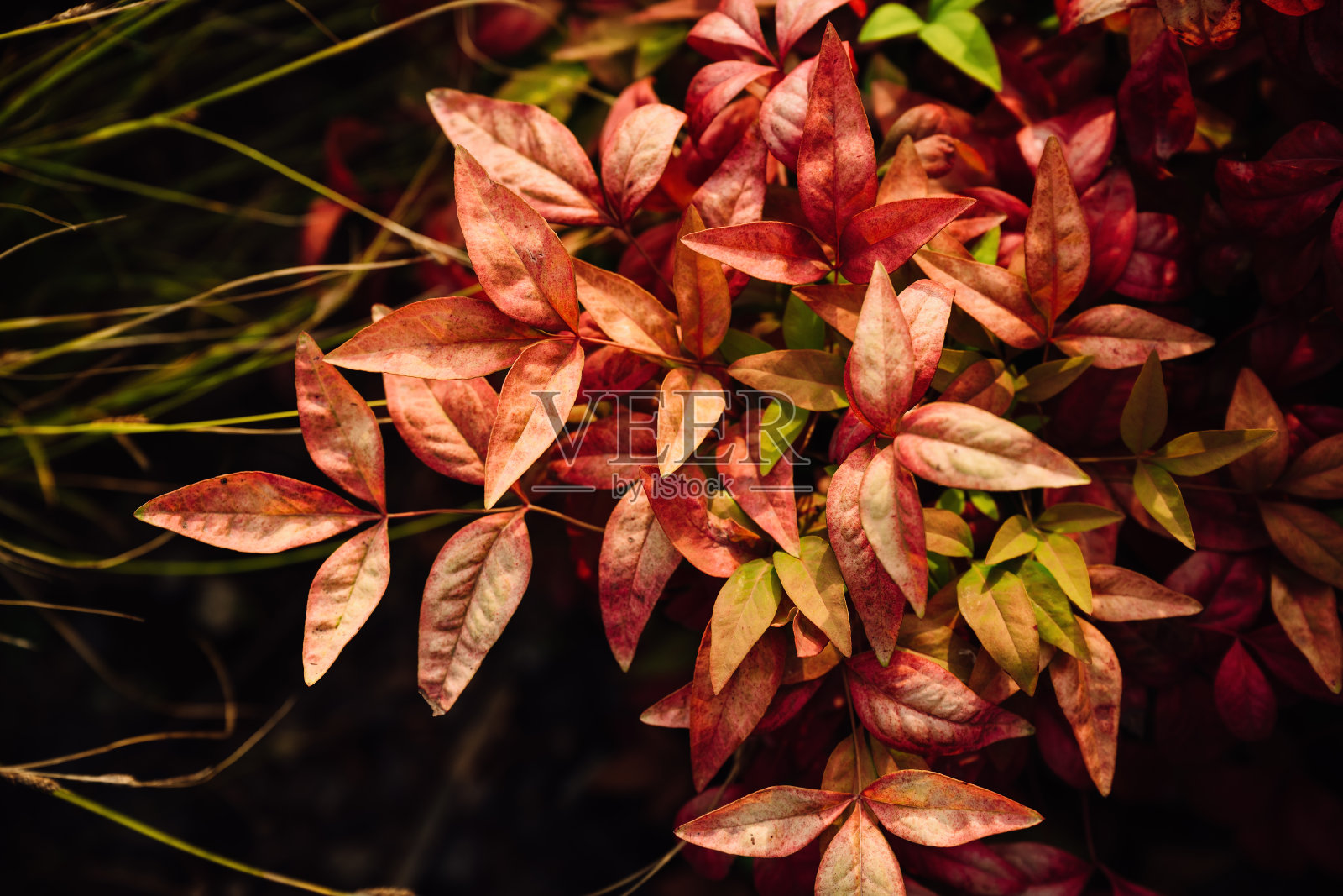 阳光下的树叶照片摄影图片