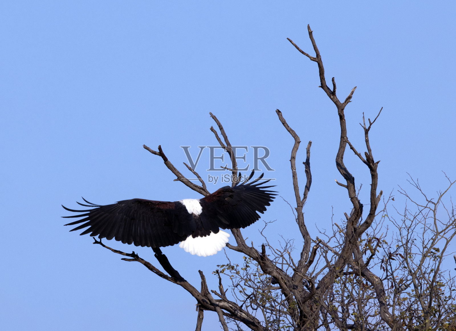 鱼鹰降落照片摄影图片