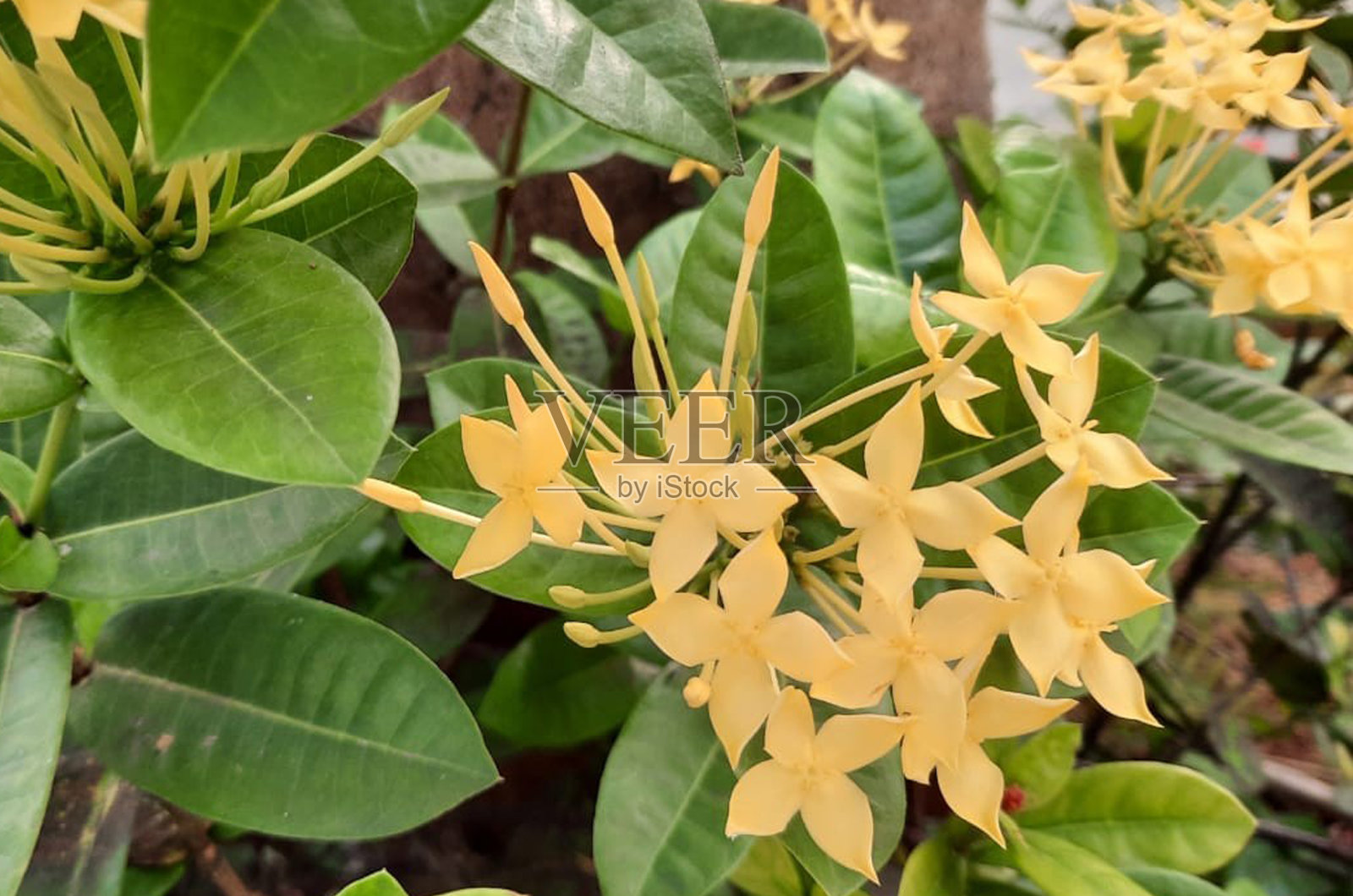 美丽的黄色的花照片摄影图片