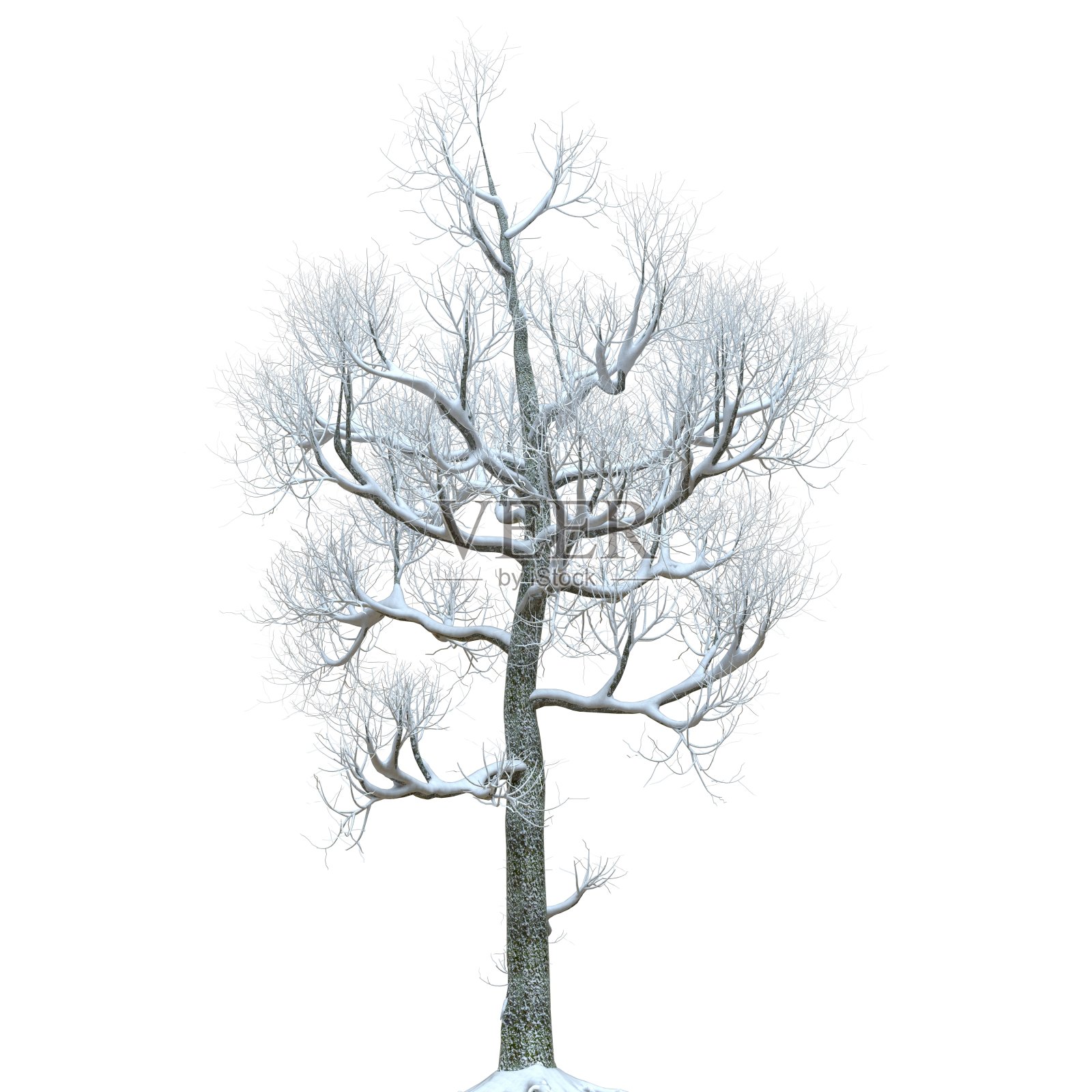 冬天的树在雪孤立在白色背景3d插图照片摄影图片