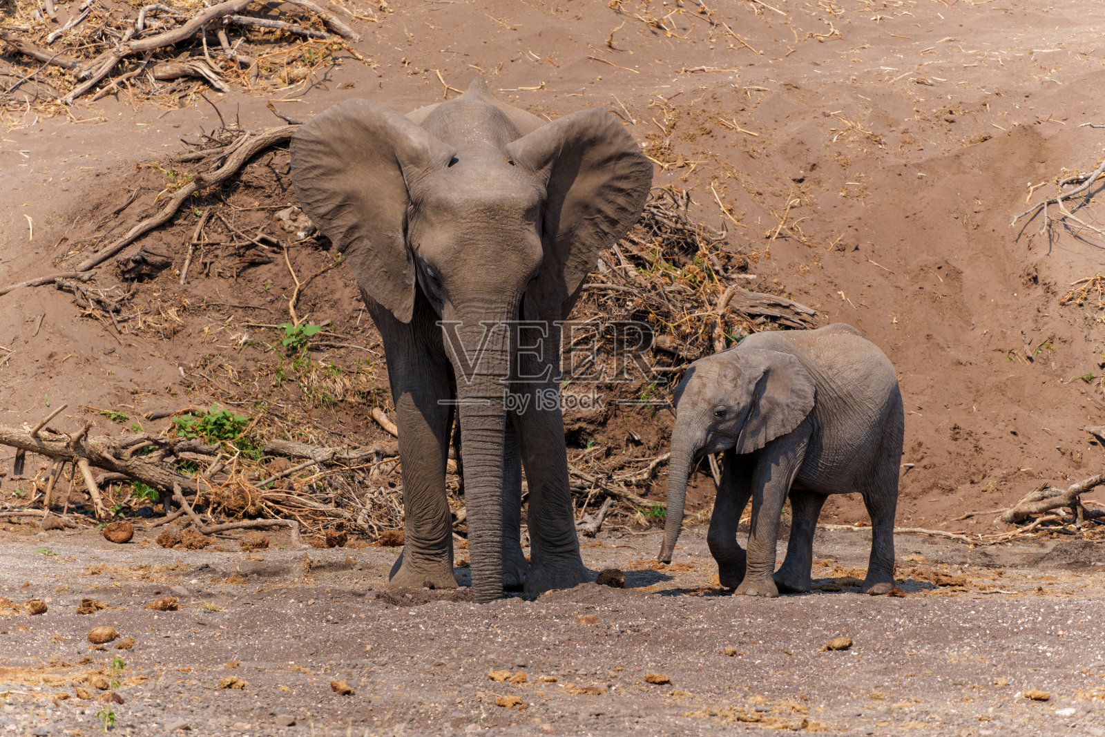 博茨瓦纳图里区马沙图野生动物保护区的大象照片摄影图片