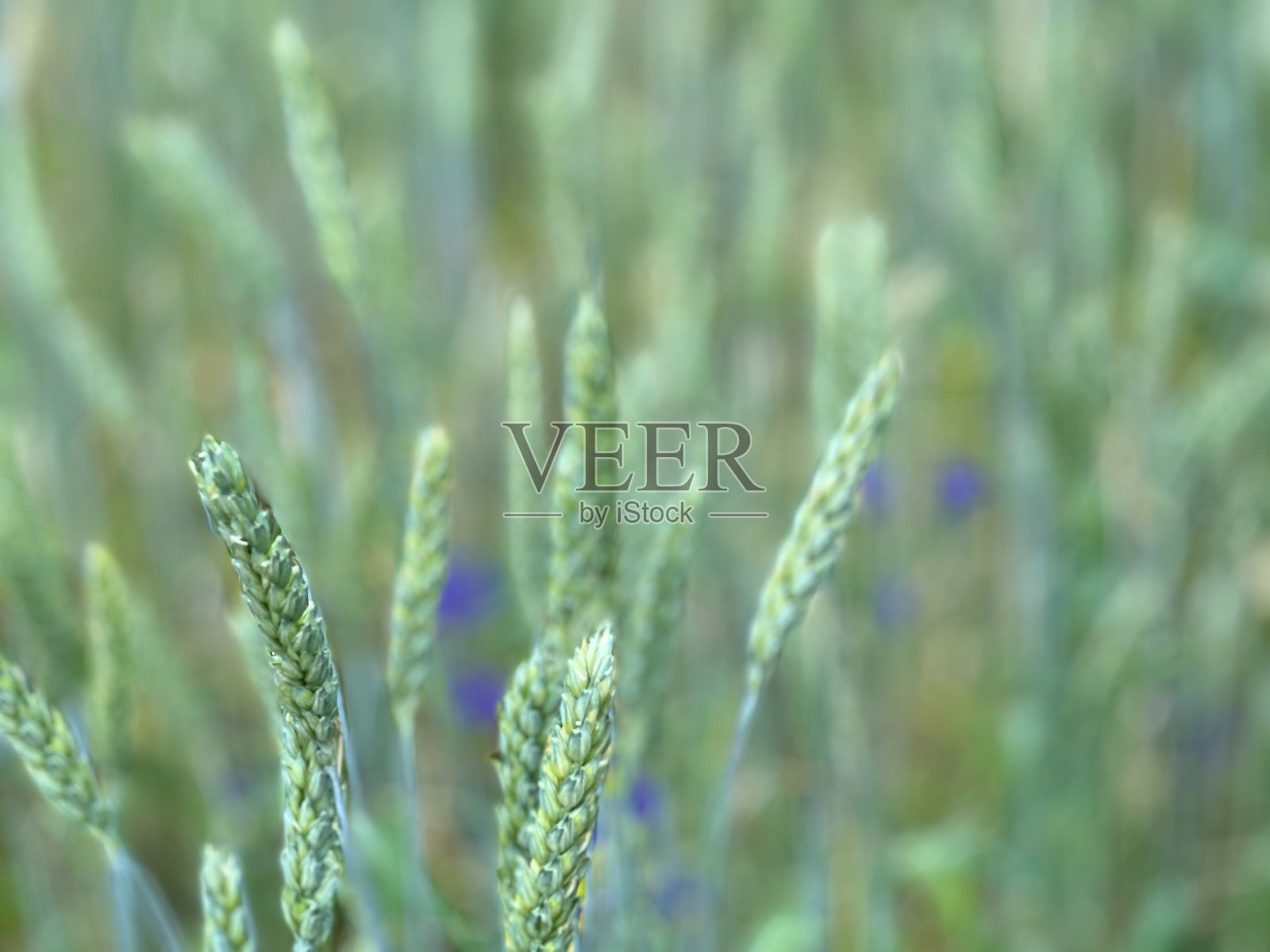 绿色的麦田在夏天。照片摄影图片