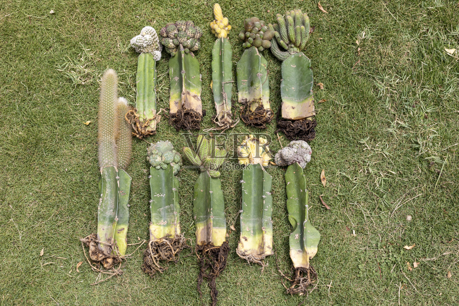 嫁接仙人掌裸根植物照片摄影图片