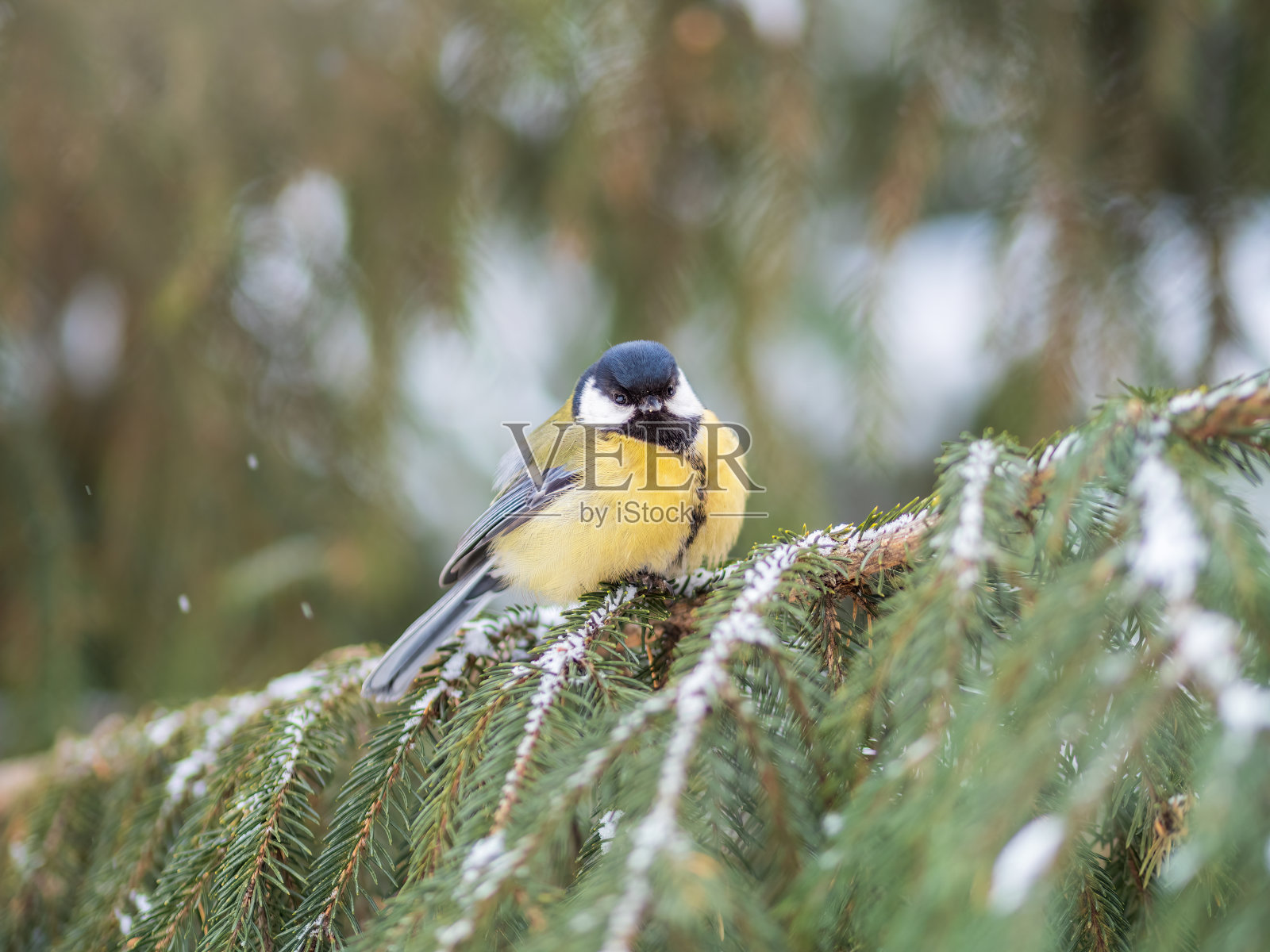 可爱的鸟大山雀,鸣禽坐在冷杉树枝与雪在冬天照片摄影图片