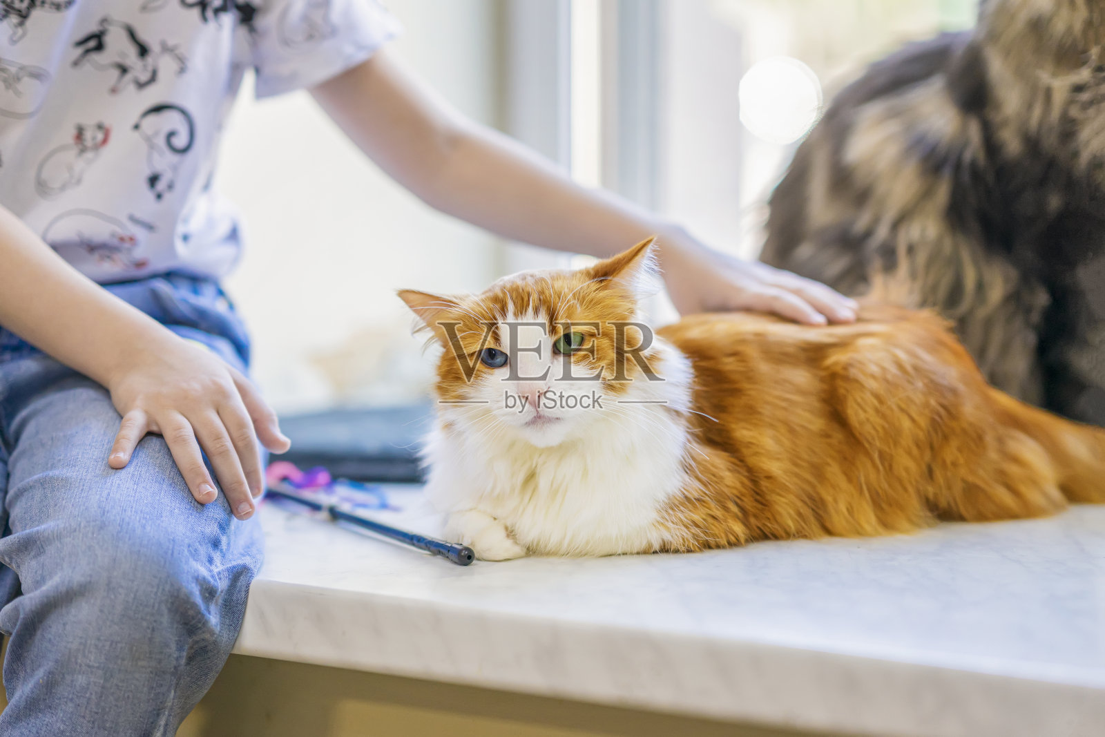 一个陌生的男孩在窗台上和一只毛茸茸的红色猫玩耍照片摄影图片