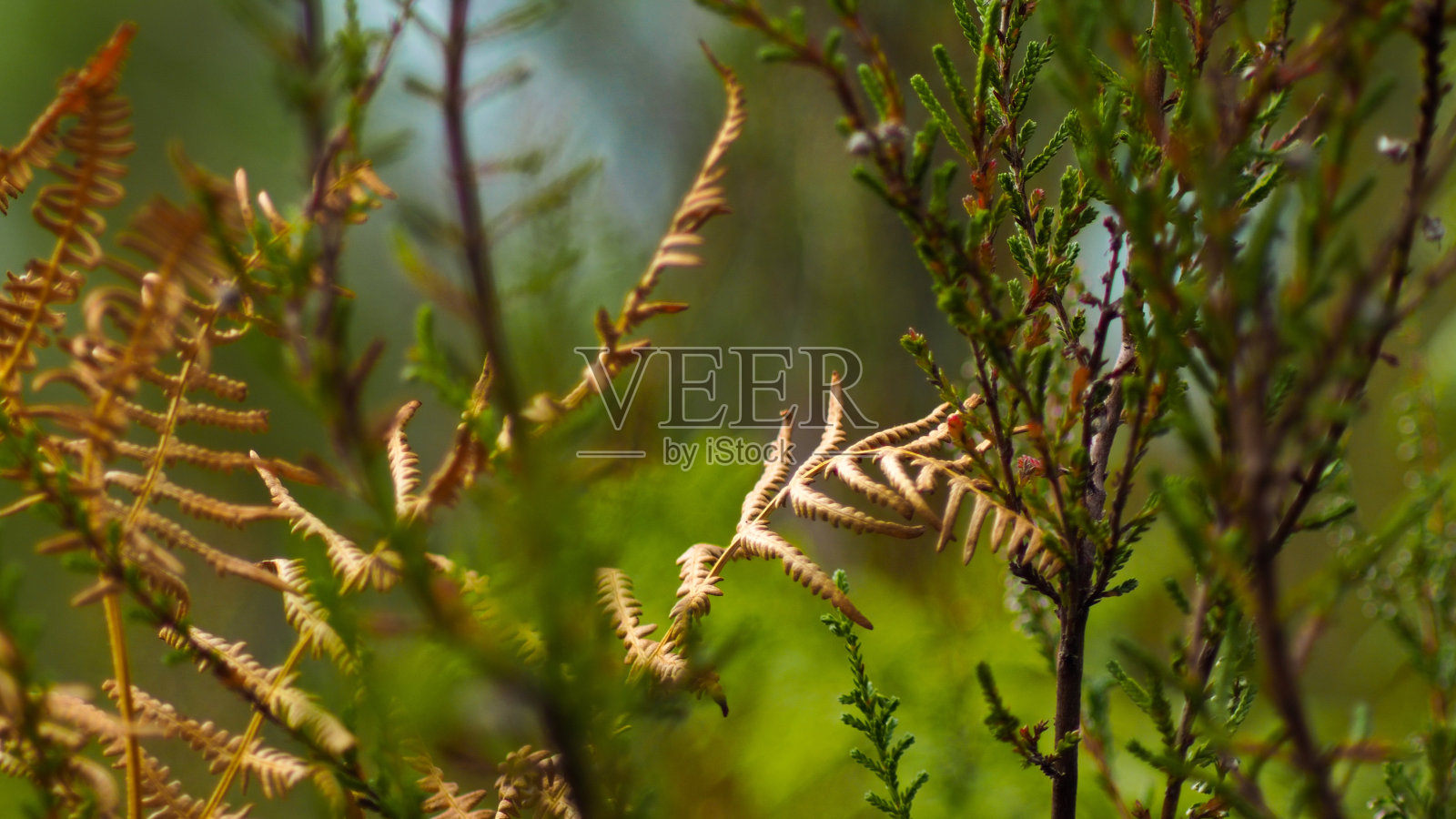 蕨类植物宏照片摄影图片