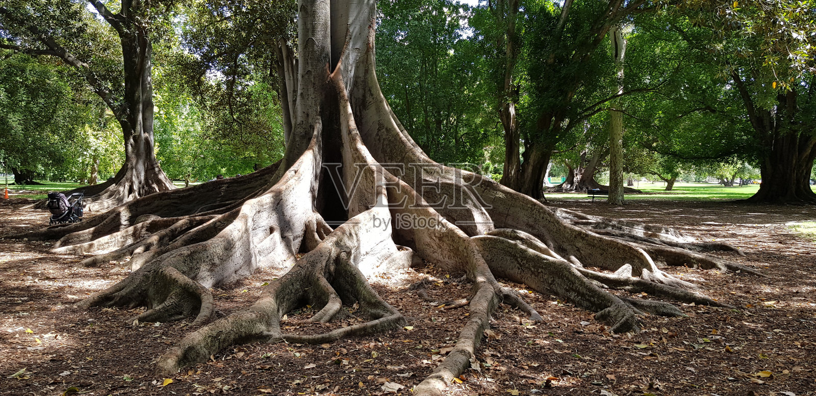 树与根照片摄影图片