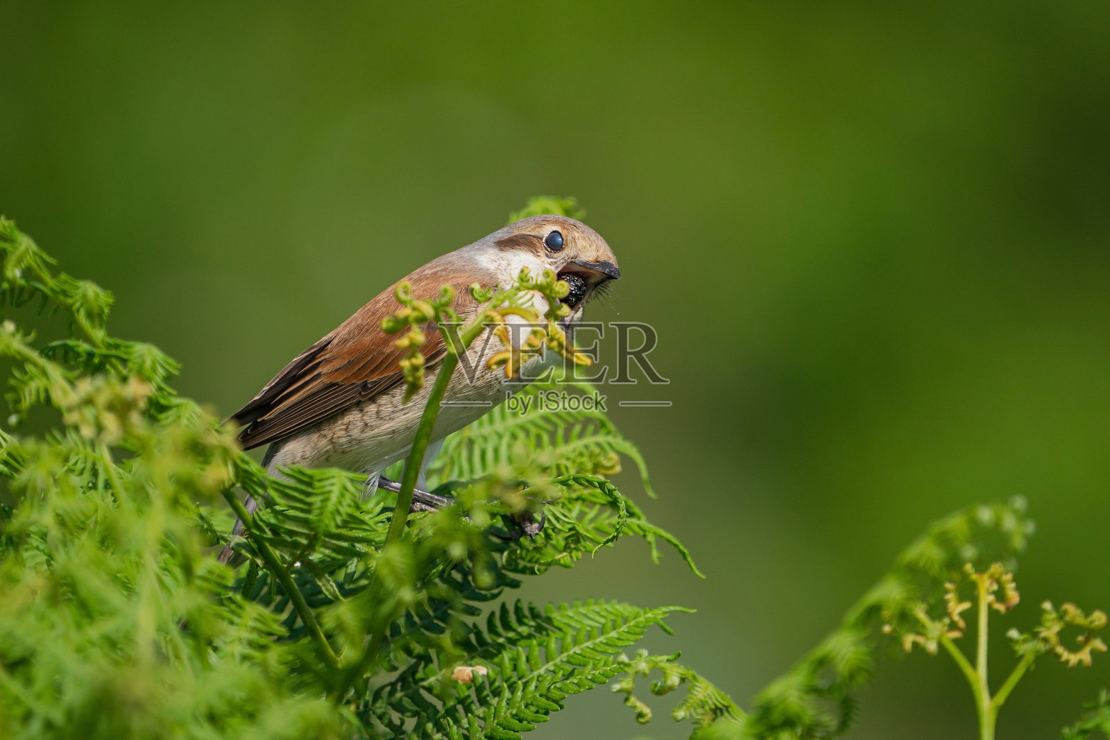 红背伯劳鸟照片摄影图片