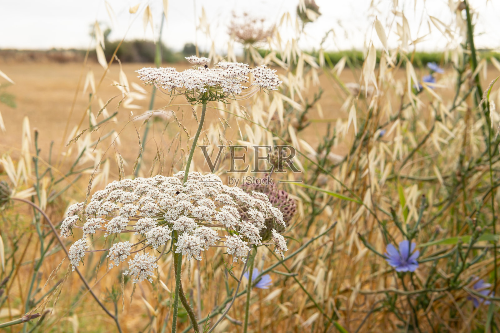 野生胡萝卜花,桃卡罗塔照片摄影图片