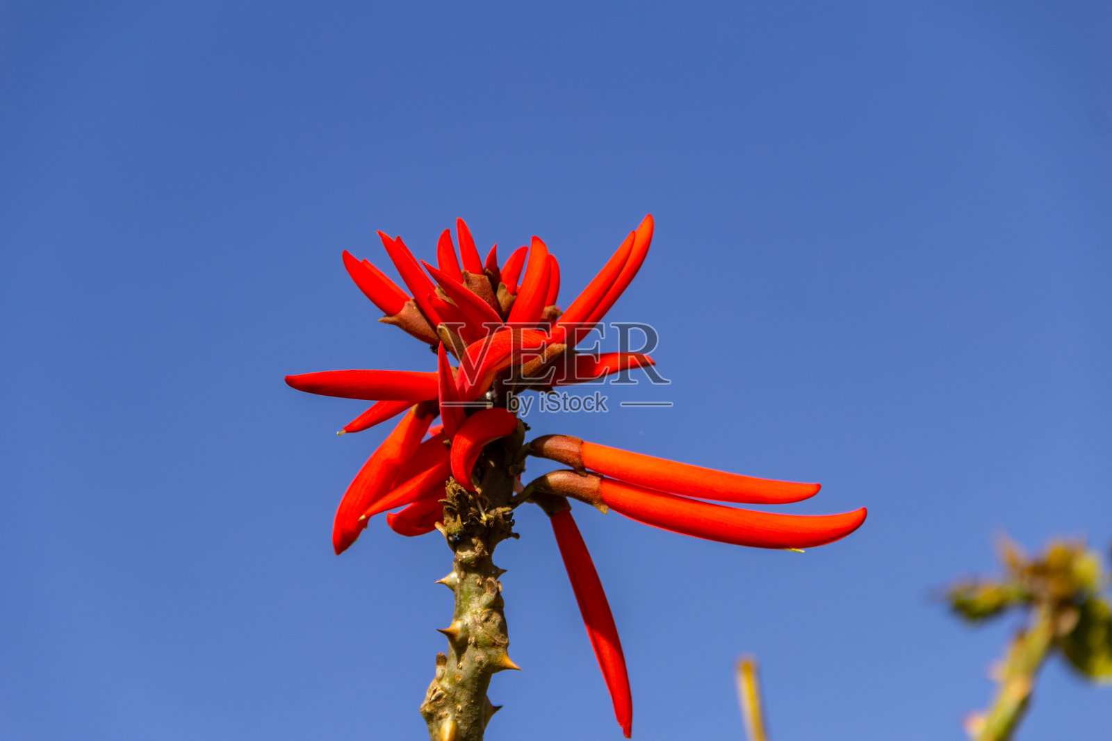 赤藓属。照片摄影图片