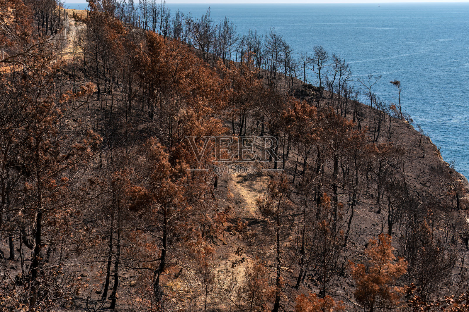 森林大火后照片摄影图片