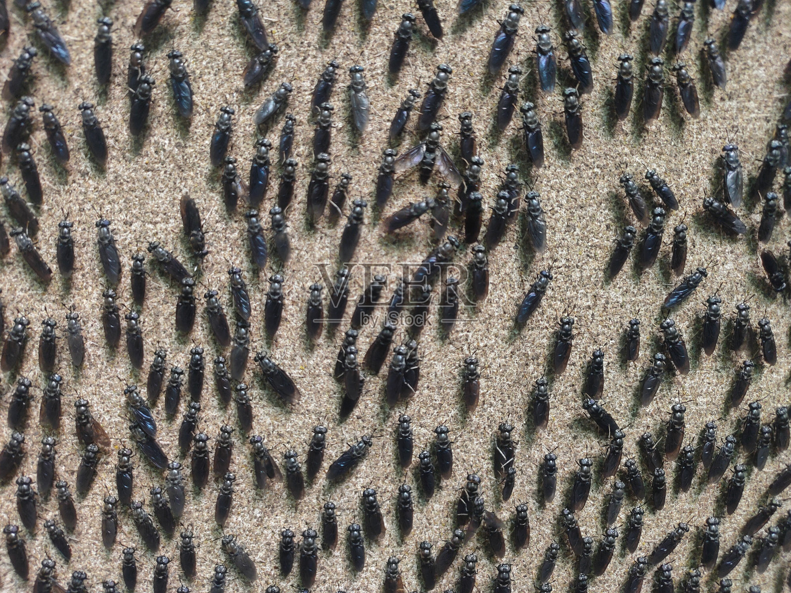 黑飞兵(BSF)照片摄影图片