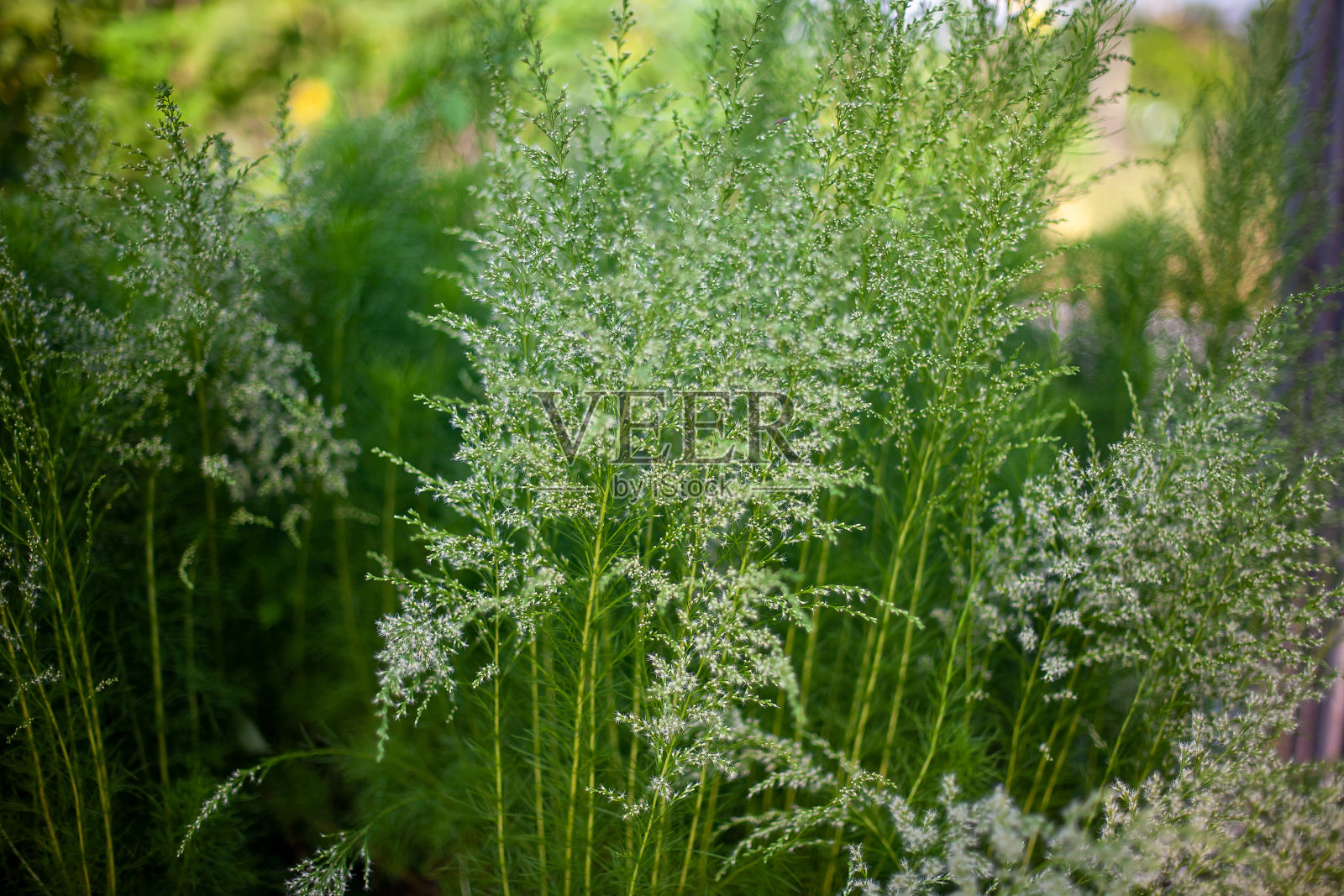 绿叶背景照片摄影图片