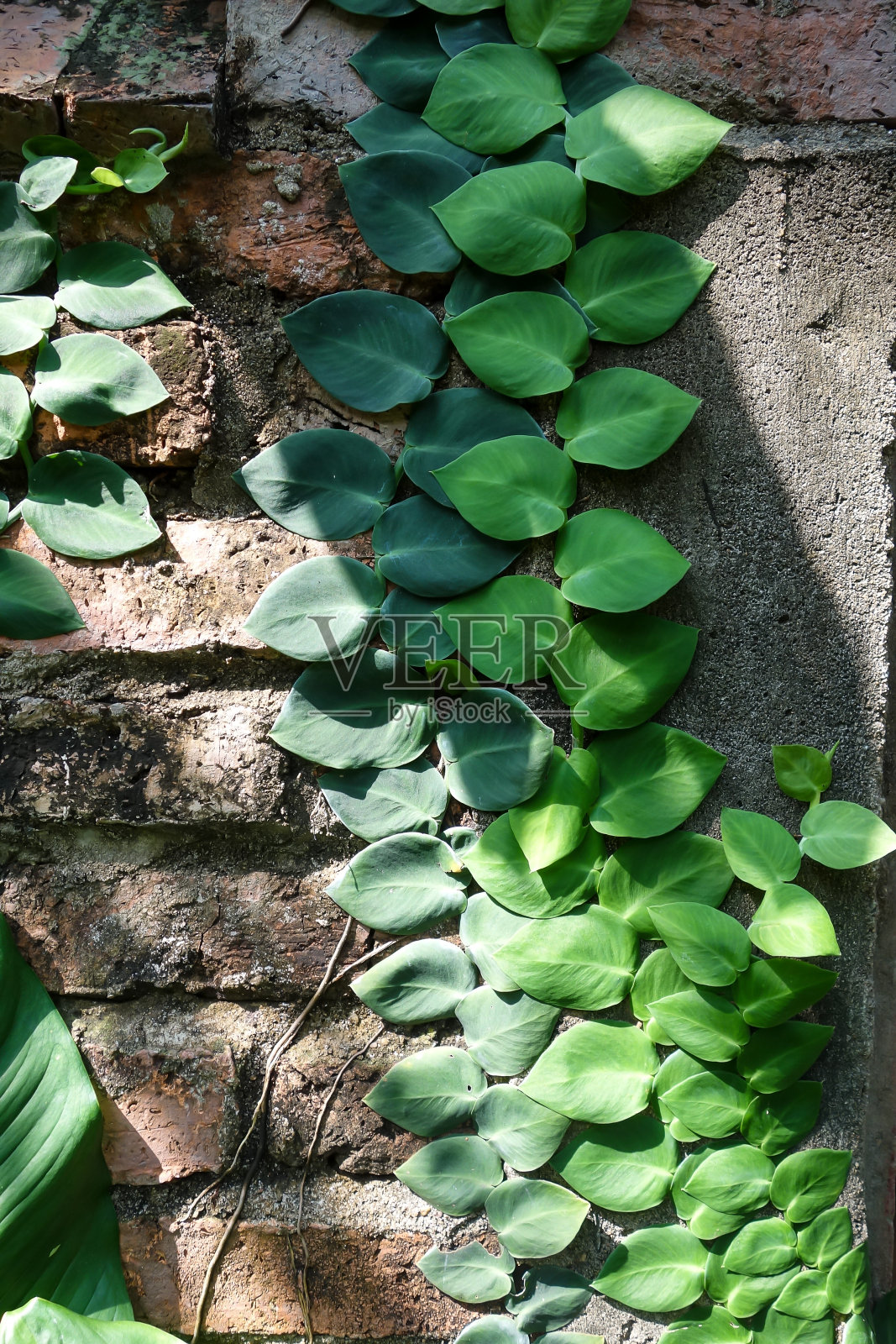 绿叶背景照片摄影图片