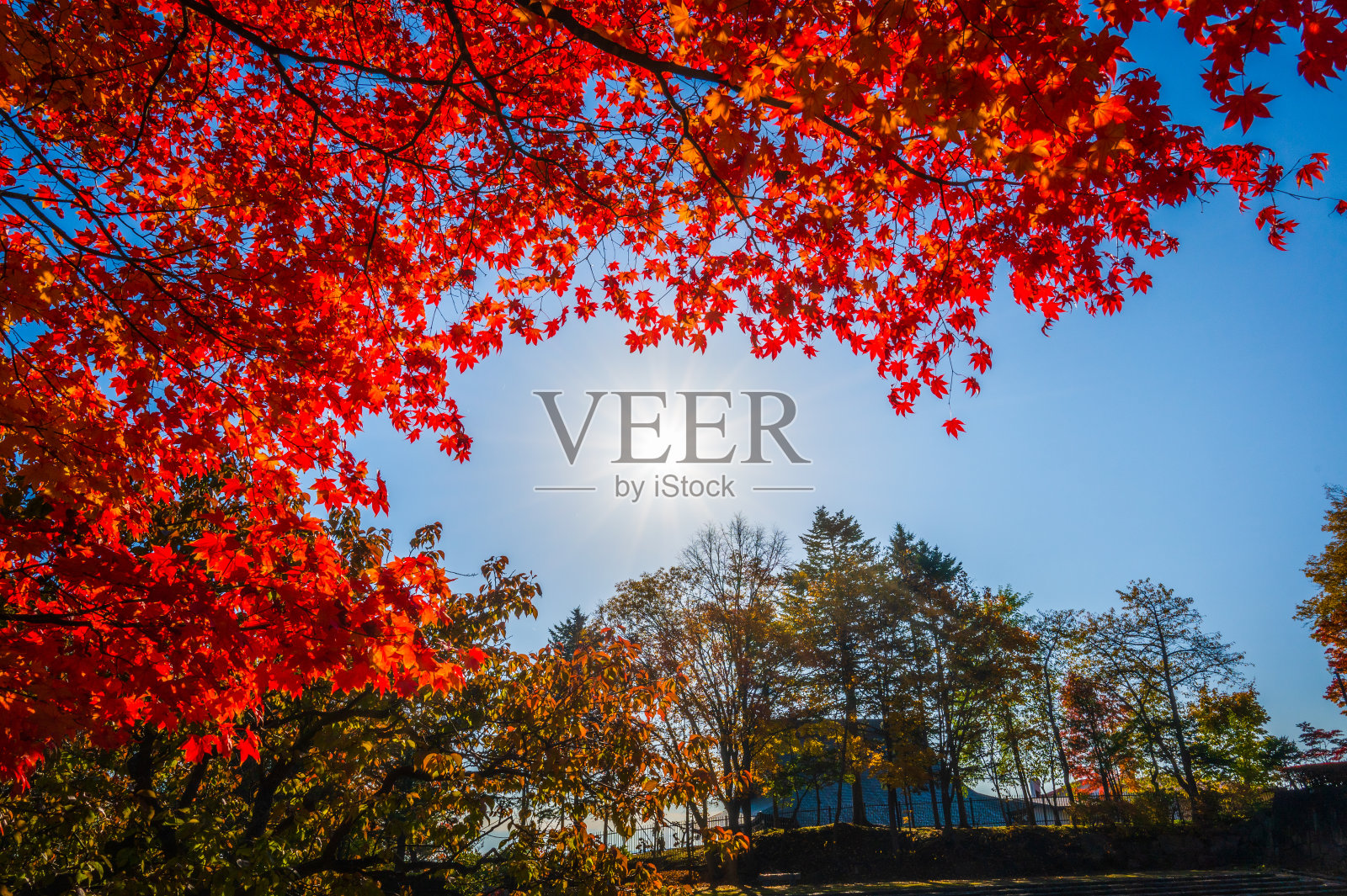 秋叶和阳光照片摄影图片